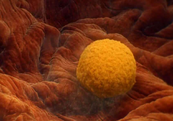 国内助孕代怀,关于2010生男生女清宫图，有件事在备孕前一定要知道