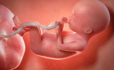 国内三代试管供卵多少钱,成熟卵子存活时间并不确定，12-48小时都有可能